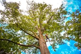 Trusted Providence, RI Tree Services Experts